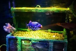 「【東海】子供に人気の水族館ランキング 2026シルバーウィークにおすすめ」の写真