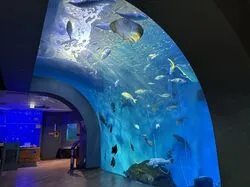 「【東海】子供に人気の水族館ランキング 2026シルバーウィークにおすすめ」の写真
