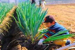 秋野菜の収穫体験