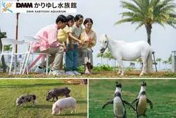 屋外エリアでマイクロブタ・ミニチュアポニーとふれあい