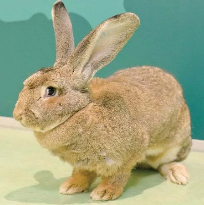 かわいらしいふれあいエリアの動物たち
