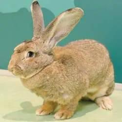 かわいらしいふれあいエリアの動物たち