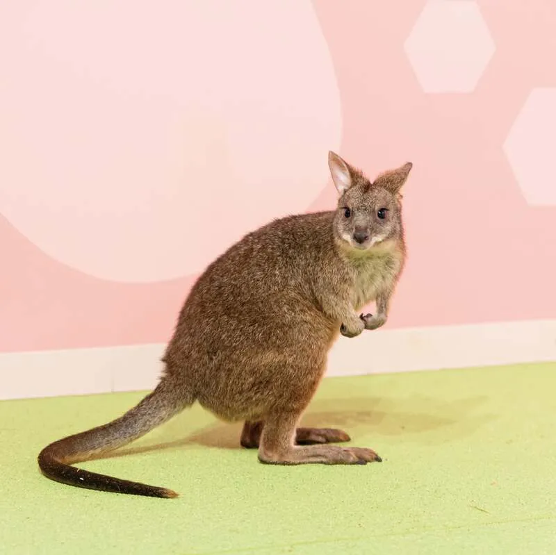 ワラビーやハリネズミなど個性豊かな生きものたち