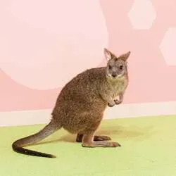 ワラビーやハリネズミなど個性豊かな生きものたち