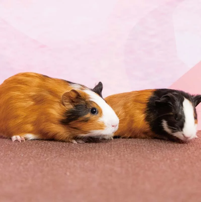 ふれあいエリアでのかわいい動物との一場面