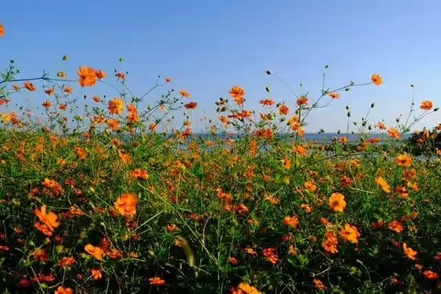「葛西臨海公園」に咲くコスモス
