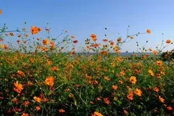 「葛西臨海公園」に咲くコスモス
