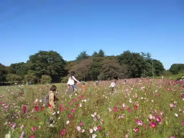 小金井公園コスモスまつり