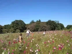 小金井公園コスモスまつり
