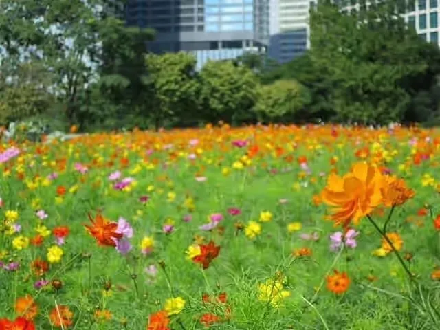 「浜離宮恩賜庭園」過去開花時の様子（2026年はキバナコスモスのみ開花予定）