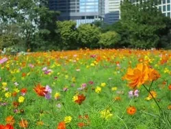 「浜離宮恩賜庭園」過去開花時の様子（2026年はキバナコスモスのみ開花予定）