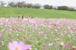 東京23区内ながら広々と開放的なコスモス畑