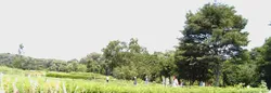 雑木林や原っぱが広がる自然豊かな「小宮公園」