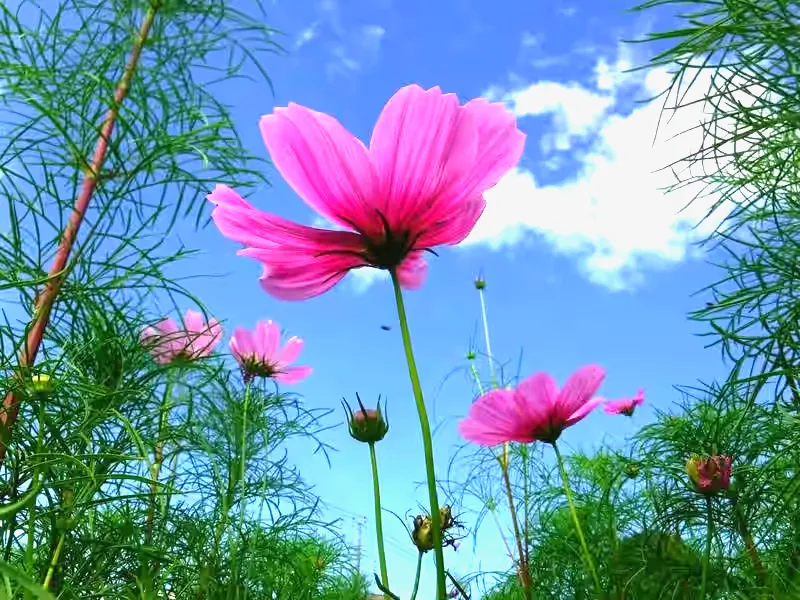 白やピンクのコスモスが一斉に咲く「丘の上花壇」