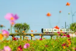 コスモス畑のすぐそばを走るJR鹿島線との共演も見どころ