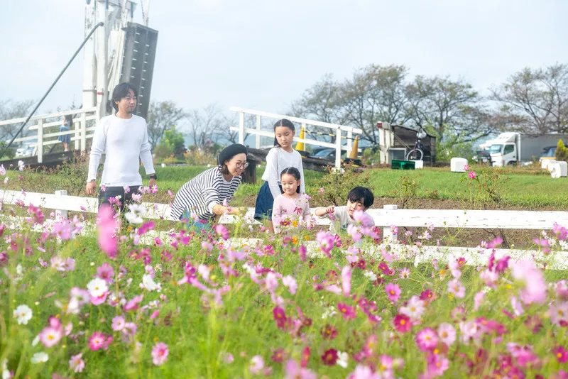 約50万本のコスモスが広がる秋の風景