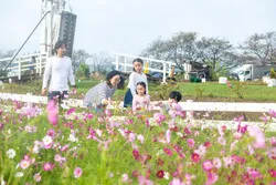 約50万本のコスモスが広がる秋の風景