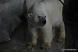 夜に見られるホッキョクグマの様子