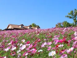 オレンジや黄色、ピンクの花が彩る秋の花畑