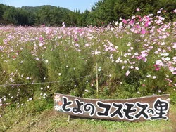 大人の背丈ほどまで伸びた色鮮やかなコスモス（画像提供：lavender / PIXTA）