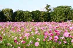 約550万本のコスモスが河川敷を色鮮やかに彩る秋の風景（画像提供：みきぷろ / PIXTA）