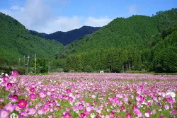 約7万平方メートルの休耕田に広がる「清住コスモス園」