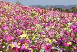 ピンクや白、黄色のコスモスが一面を彩る秋の花畑