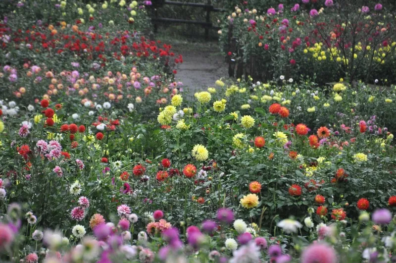 園内のダリアは地元の人々がボランティアで植栽・管理など、丹精込めて育てたもの