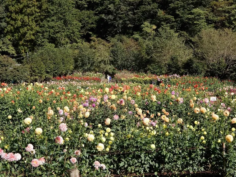 赤やピンク、オレンジや黄色など、様々な色合いの花が、山中を華やかに彩ります