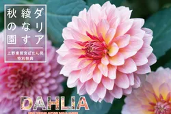 「【2026関東】華麗な「ダリア」で秋を満喫！おすすめ人気名所4選 咲き方や見頃も紹介」の写真