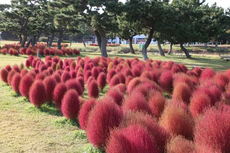 紅葉コキア