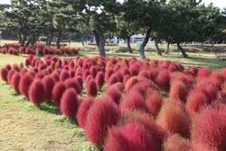 紅葉コキア
