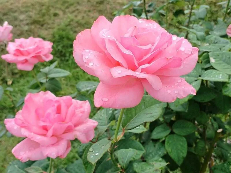 秋バラ