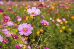 例年10月には色とりどりのコスモスが見頃に（過去の満開時の様子）
