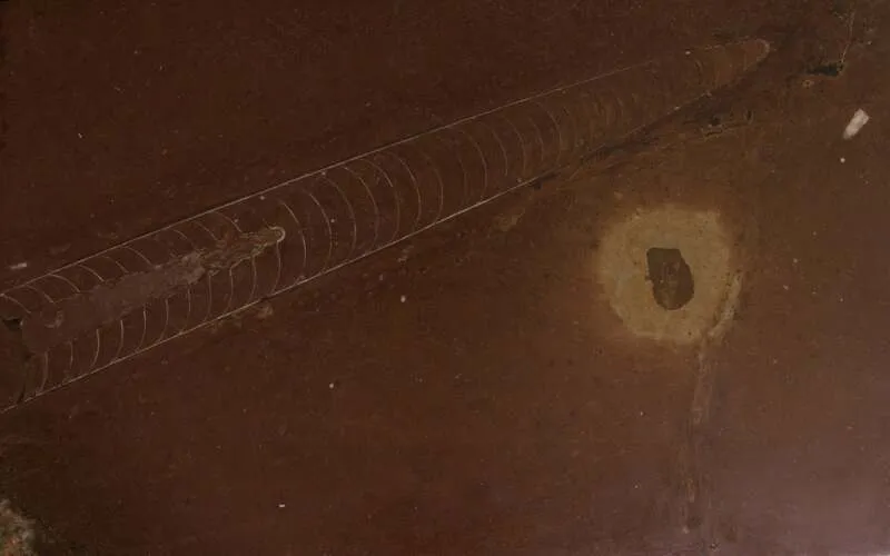 「隕石の化石」（フィールド自然史博物館（アメリカ・シカゴ）所蔵）（C） The Field Museum of Natural History, Chicago
