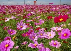 過去の満開時の様子（画像提供：観光ぐんま写真館　https://gunma-kanko.jp/）