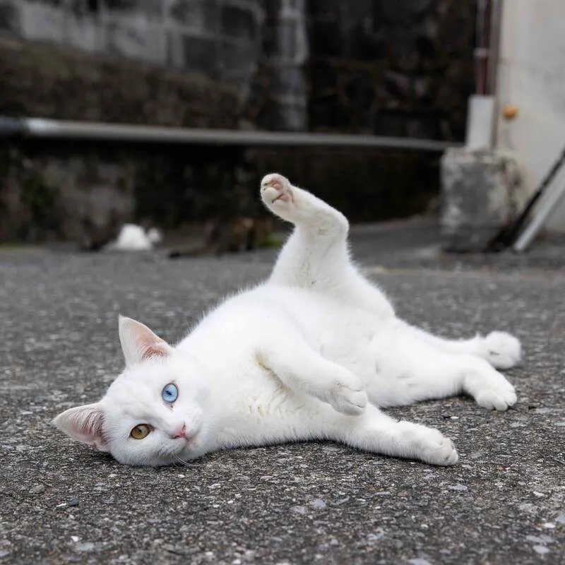 猫写真家・沖昌之氏の作品を使ったデジタルスタンプラリー （C）Masayuki Oki