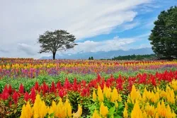 花のグラデーションが丘を彩ります（画像提供： アイ / PIXTA）