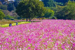 過去の満開時の様子