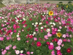ピンクのコスモスと黄色いひまわりを一緒に楽しめる秋の花畑
