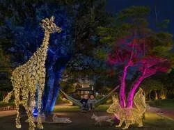 「アドベンチャーワールドで初の光フェス！5m超の巨大アーチや夜の動物観察も」の写真