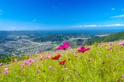 鷲ヶ峰山頂から雄大な景色を一望できる「鷲ヶ峰コスモスパーク」