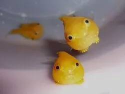 「【北海道・小樽】子供に人気のおでかけスポットランキング 秋の行楽シーズンに」の写真