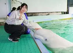 「シャチと記念撮影、ベルーガにタッチ！鴨川シーワールドで9日間限定の夜の特別プラン」の写真