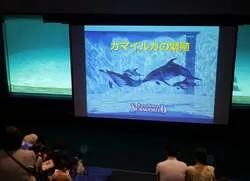 「シャチと記念撮影、ベルーガにタッチ！鴨川シーワールドで9日間限定の夜の特別プラン」の写真