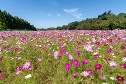なだらかな山裾一面に広がる、約100万本のコスモスは圧巻の光景！（画像提供： grandspy / PIXTA）