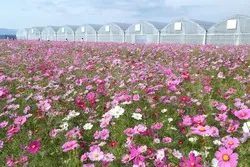 10月中旬からは、ピンク色のコスモスが開花。色や花びらの違いを親子で観察してみましょう