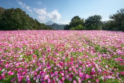 大山（だいせん）を背景にコスモス観賞♪（画像提供：池田ひろゆき / PIXTA）