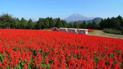 花の丘では10万株のサルビア・スプレンデンスが開花！