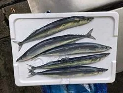 旬を迎えている秋の魚